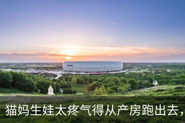 猫妈生娃太疼气得从产房跑出去，直奔老公暴打800下！妹子天塌了：生完....再打不行吗？